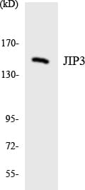 MAPK8IP3 / JIP3 Antibody (aa600-649)