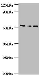 CHRNA5 Antibody (aa23-240)