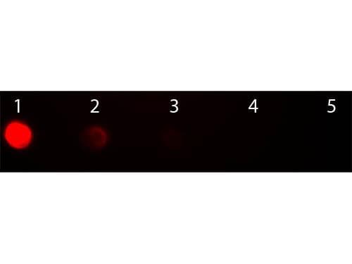 Rabbit Anti-Sheep IgG Secondary Antibody (TRITC)
