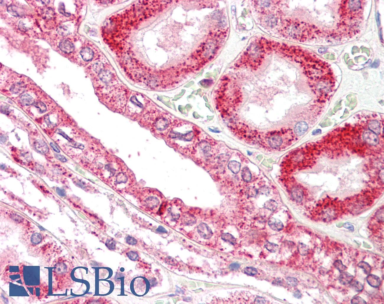 IHC-plus™ Polyclonal Goat anti-Human RANBP1 Antibody (aa186-200, IHC, WB)