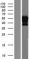 SP9 Protein (Over-Expression Lysate Myc-DDK (Flag))