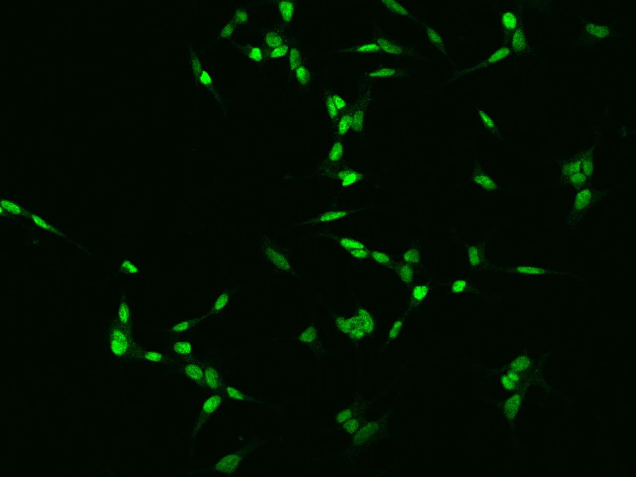 TGIF2LX Antibody