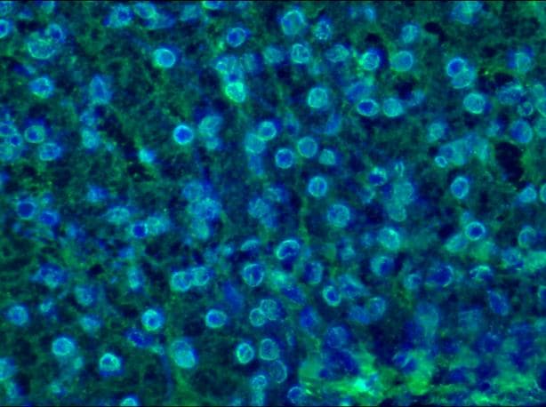 IHC-plus™ LMNB1 / Lamin B1 Antibody (clone 119D5-F1)