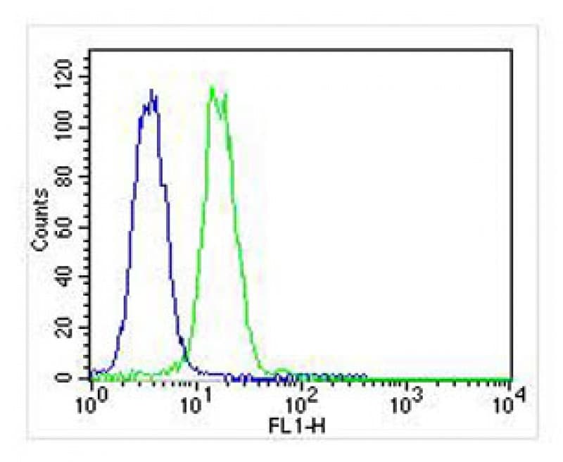 VCP Antibody (clone 1563CT163.48.77)