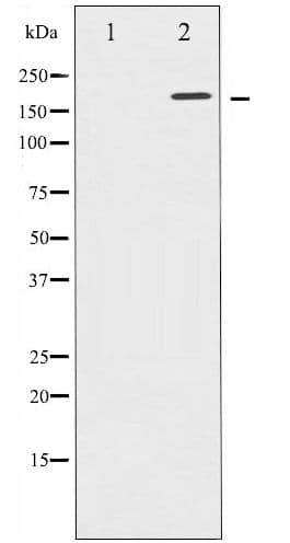 EGFR Antibody (phospho-Thr693)