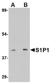 S1PR1 / EDG1 / S1P1 Antibody