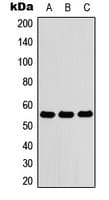 ZNF76 Antibody (Internal)