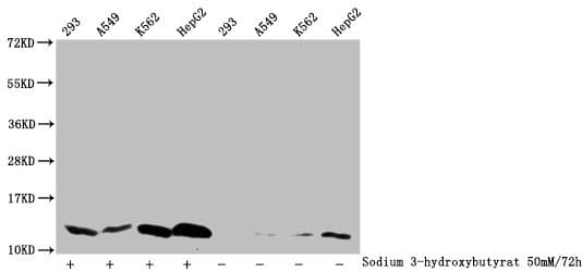 Polyclonal Rabbit anti-Human HIST1H4I Antibody (WB)