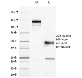 CD45RO Antibody (clone 190-2F2.5)