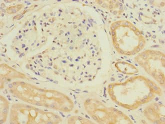 ERVFRD-1 / HERV-FRD Antibody