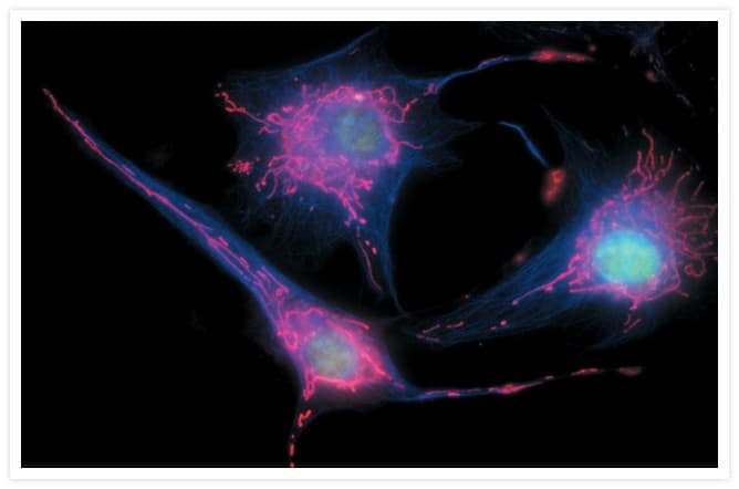 Alpha Tubulin Antibody (clone 236-10501)