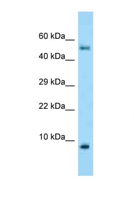 S100A10 Antibody (C-Terminus)