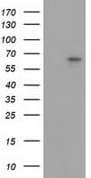 GBP5 Antibody (clone OTI8D8)