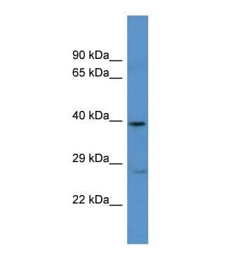 ADRA1A Antibody (aa218-267)