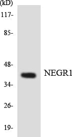 Polyclonal Rabbit anti-Human NEGR1 / Neurotractin Antibody (aa153-202, WB)