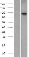 ZBTB10 Protein (Over-Expression Lysate Myc-DDK (Flag))