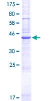 Human PQLC3 Protein (Recombinant GST)