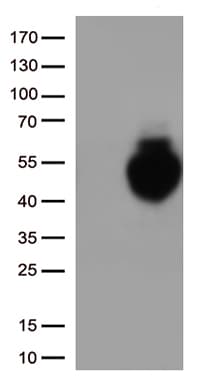 Monoclonal Mouse anti-Human CD274 / B7-H1 / PD-L1 Antibody (clone OTI9E1, Carrier-free, WB)