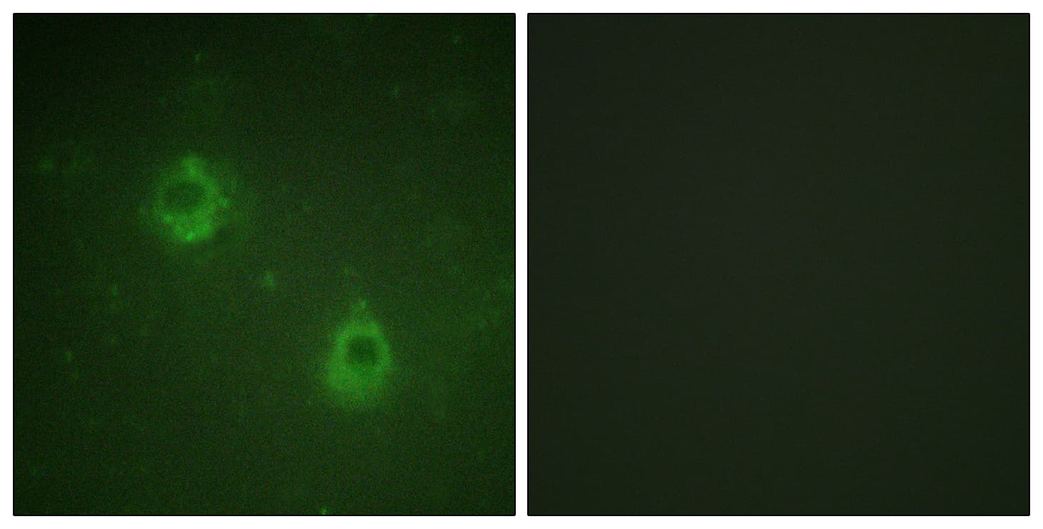 ANAPC1 / APC1 Antibody (phospho-Ser688)