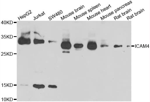 ICAM4 / CD242 Antibody