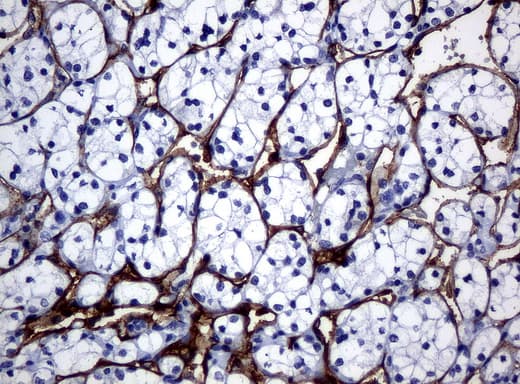 FOLH1 / PSMA Antibody (clone UMAB25, Carrier-free)