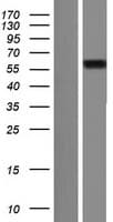 NUFIP1 / NUFIP Protein (Over-Expression Lysate Myc-DDK (Flag))