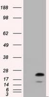 RAB17 Antibody (clone OTI4E7, Carrier-free)