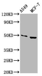 OMD / Osteomodulin Antibody