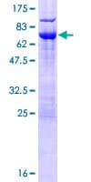 Human NSFL1C Protein (Recombinant GST)
