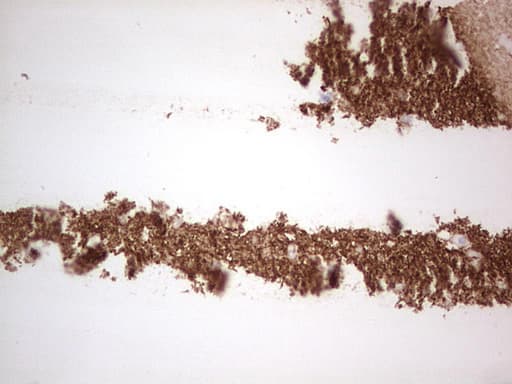 Monoclonal Mouse anti-Human NCAM / CD56 Antibody (clone OTI1B9, Carrier-free, aa20-718, IHC, WB)