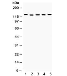 Polyclonal Rabbit anti-Human DDB1 Antibody (IHC, WB)