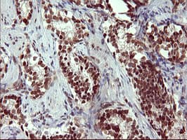 RAPGEF1 Antibody (clone OTI2F5)