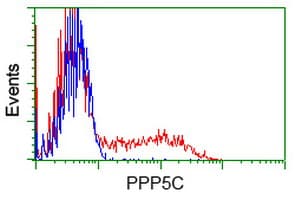PPP5C Antibody (clone OTI1G2)