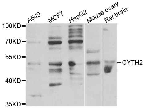 CYTH2 / Cytohesin 2 Antibody