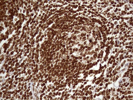 DDX19A Antibody (clone OTI3C12)