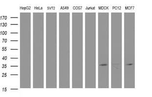 CYB5R1 Antibody (clone OTI2D10, Carrier-free)
