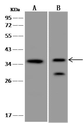 PDPN / Podoplanin Antibody (Preservative Free)