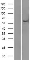 LBP Protein (Over-Expression Lysate Myc-DDK (Flag))