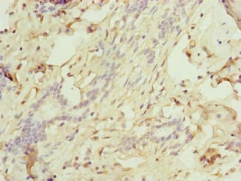 Polyclonal Rabbit anti-Human TRIM10 Antibody (IHC)