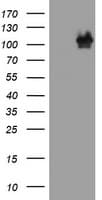 Monoclonal Mouse anti-Human CTNND1 / p120 Catenin Antibody (clone OTI5F3, WB)