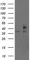 SSR1 Antibody (clone OTI4C7, Carrier-free)