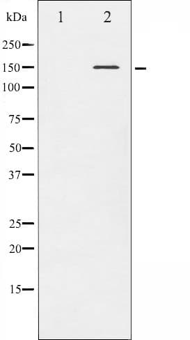 c-Met Antibody (phospho-Tyr1349)