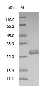 Rat IgG Fab Protein (Native)