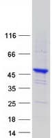 Human SYNE2 / Nesprin-2 Protein (Recombinant Myc-DDK (Flag))