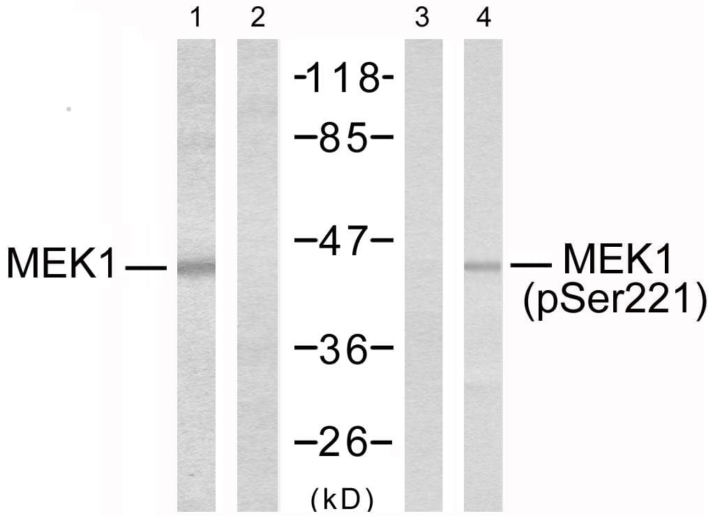 MEK1 + MEK2 Antibody (phospho-Ser221)