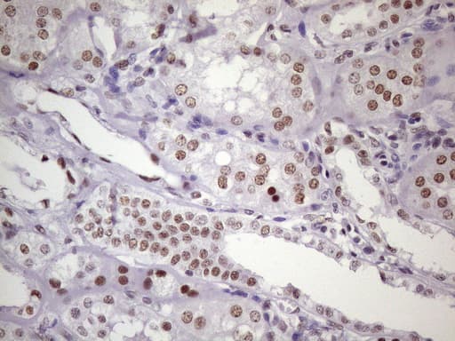 Monoclonal Mouse anti-Human NUDT21 Antibody (clone OTI1B1, Carrier-free, aa2-227, IHC, IF, WB)