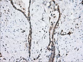 PDE4A / PDE4 Antibody (clone OTI7D11)