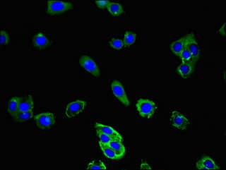 CD177 Antibody