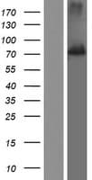 SSH1 Protein (Over-Expression Lysate Myc-DDK (Flag))