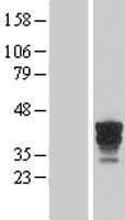 FAM131B Protein (Over-Expression Lysate Myc-DDK (Flag))